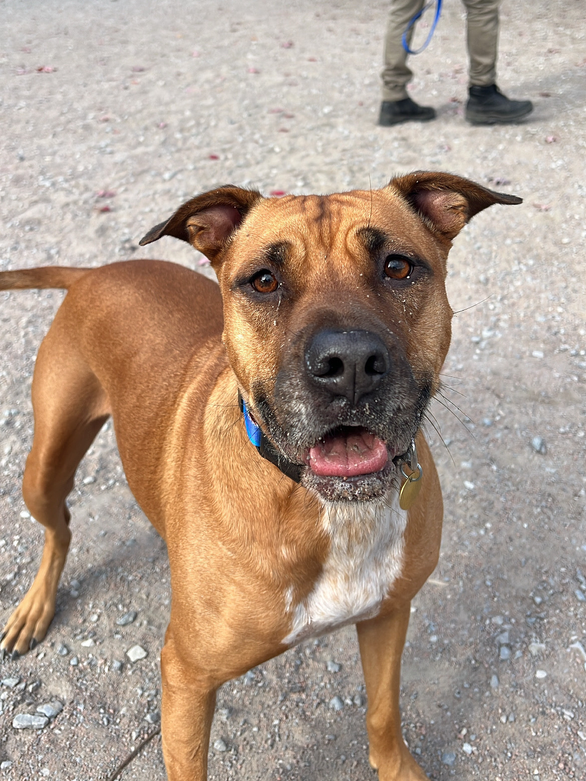 Dharma, a brown dog with a white patch on their chest, stands outdoors on a gravel surface and looks directly at the camera. Dharma wears a blue collar with a tag, with their mouth slightly open.
